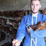 Les poules de Tom FIGARD