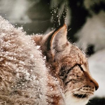 Sur la piste du Lynx